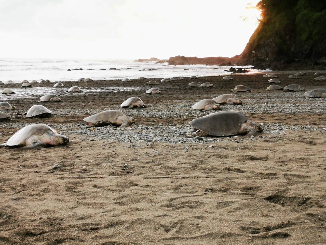 Turtle nesting in Costa Rica half day and day tours intercultura costa rica