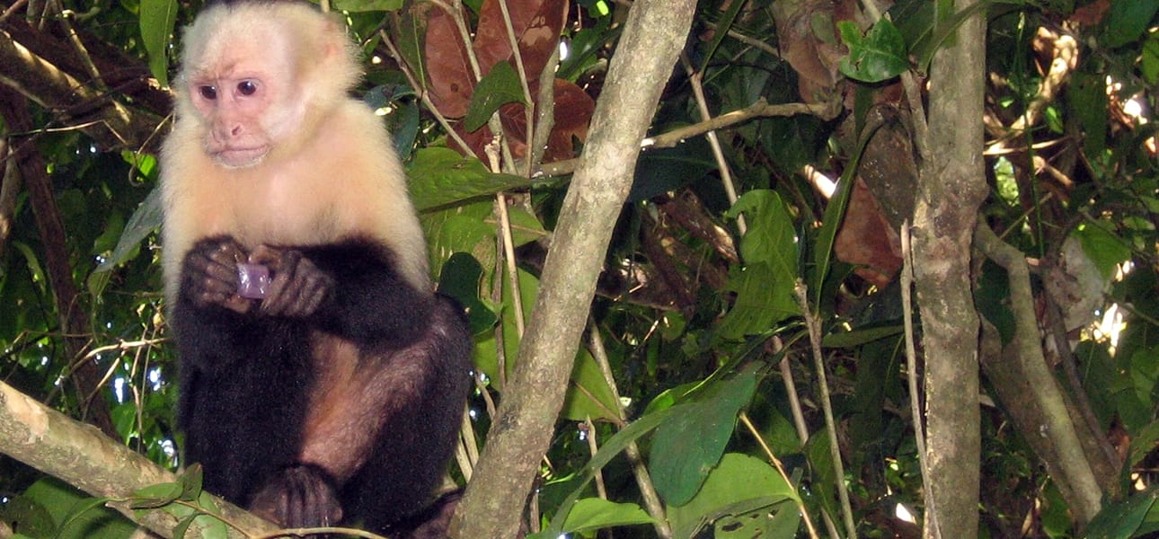 volunteering costa rica what to know