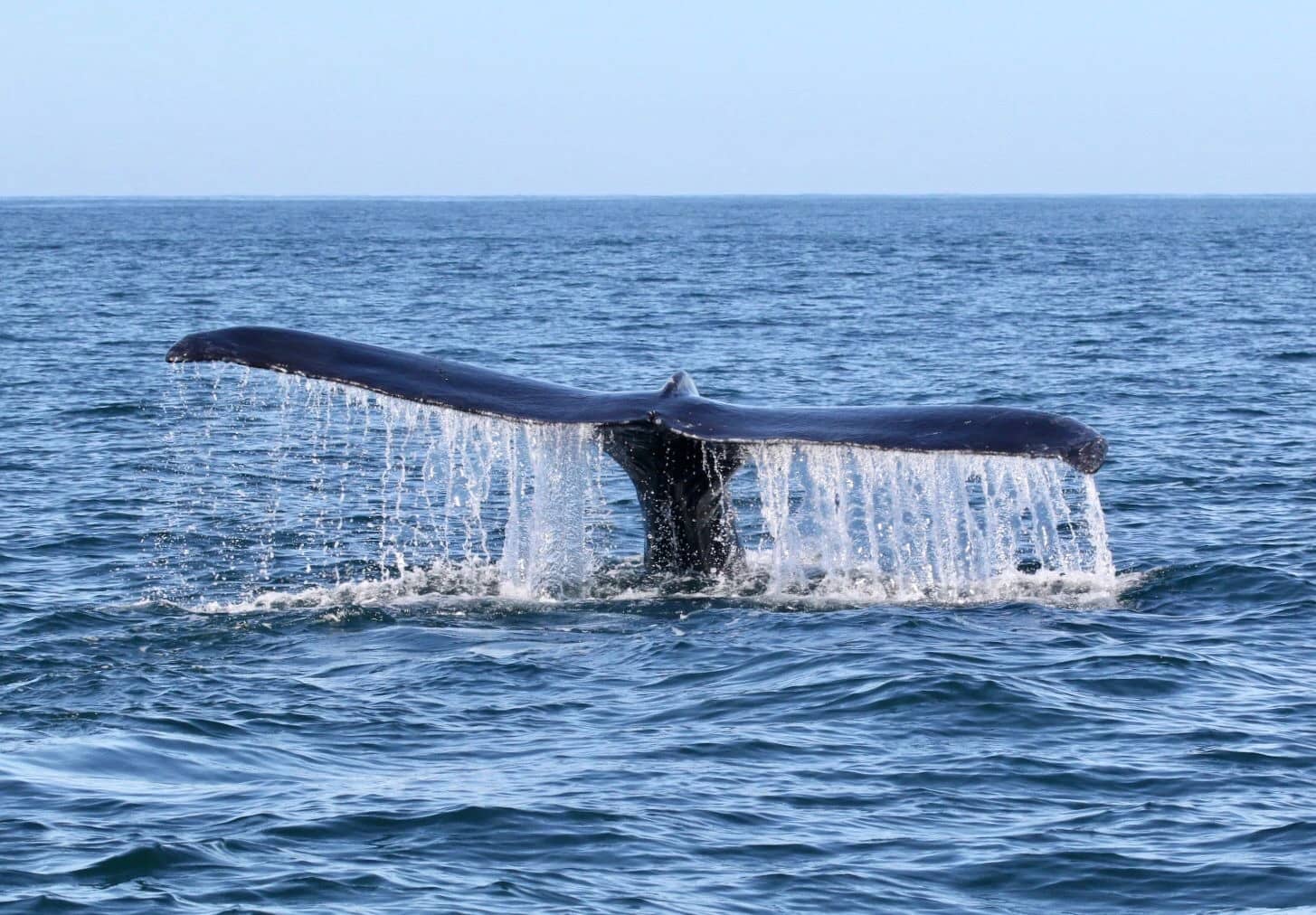 whale watching samara beach